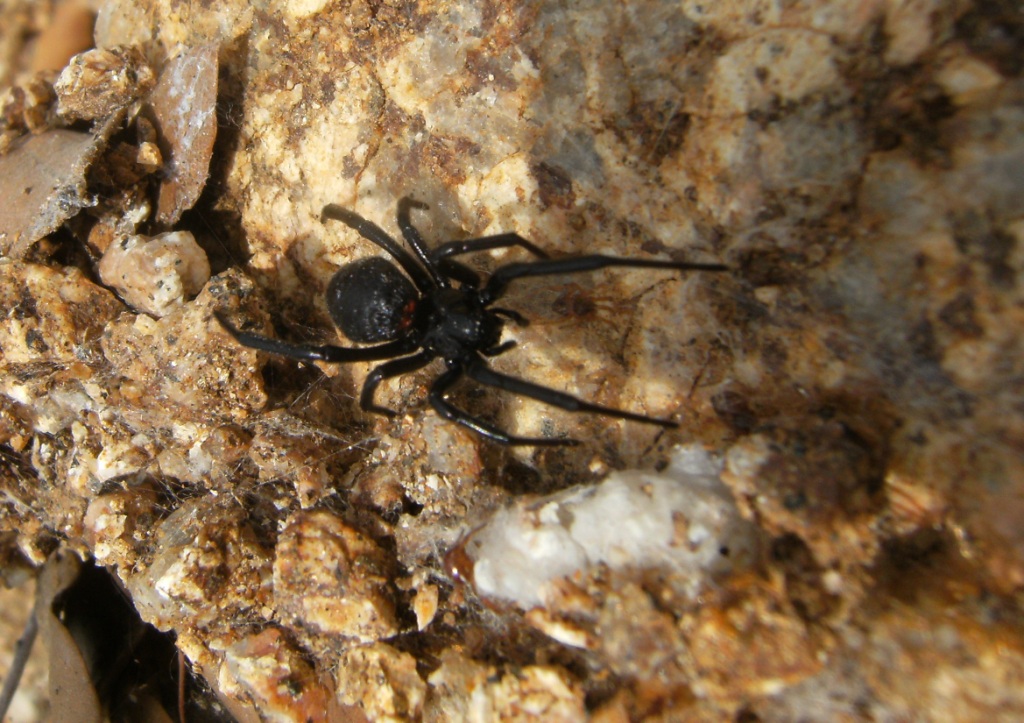 Steatoda paykulliana